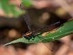 Austroargiolestes chrysoides female-1912